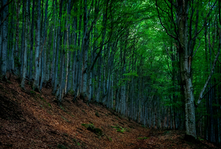 Карпатський ліс