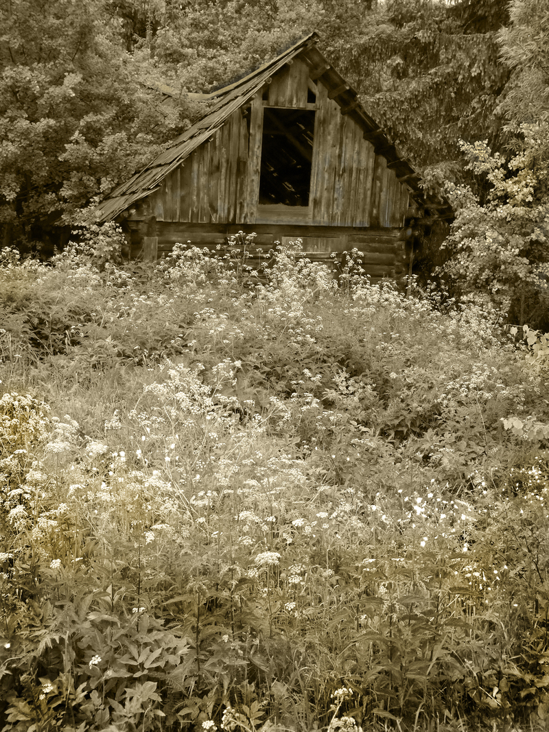 У_лісових_хащах