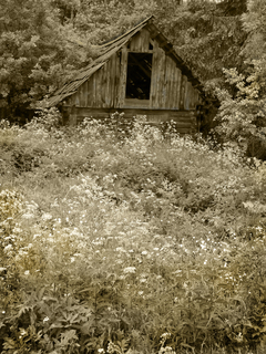 У_лісових_хащах