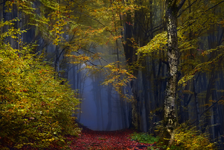 Заблукала осінь у тумані