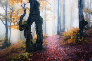 Магія осіннього лісу