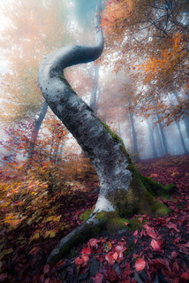 Дерево життя