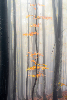 Лесенка в осень