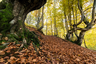 Древо жизни