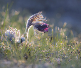 Красуня Бузького Гарду.