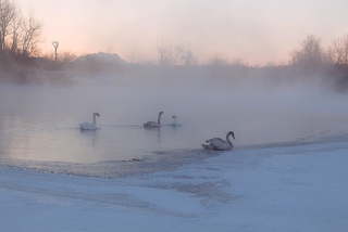 Зимові гості Південного Бугу.