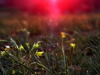 В обіймах вечірнього сонця