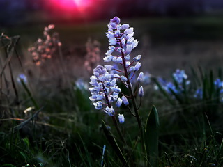 Гіацинтик блідий