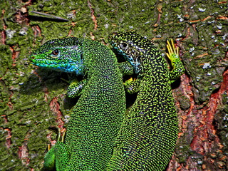 Тільки -но спробуй торкнутися моєї коханої..