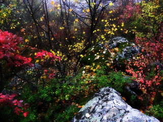 Дика та палка танцювала осінь