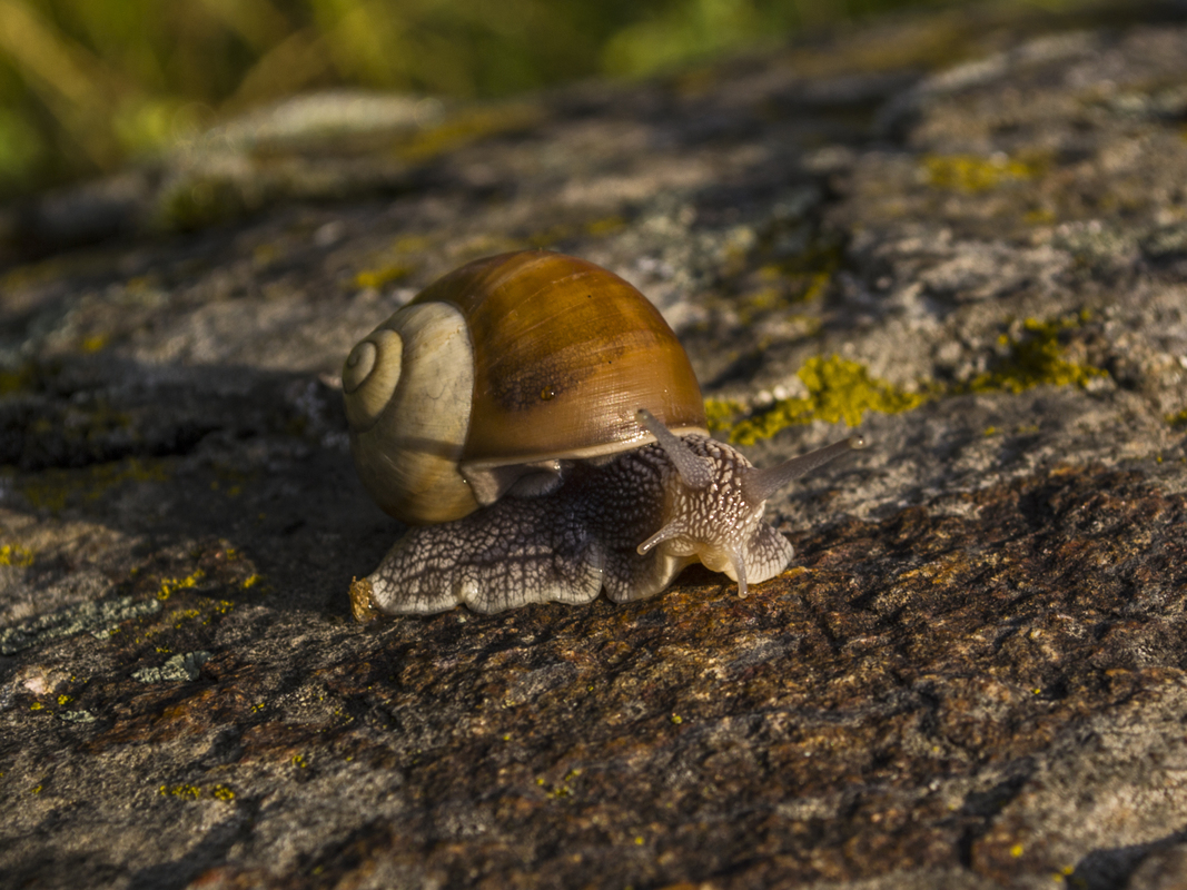 Равлик бузький