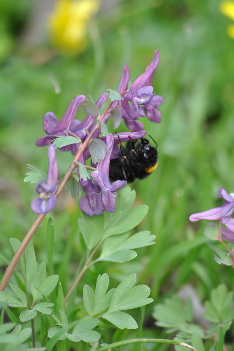первоцвіти