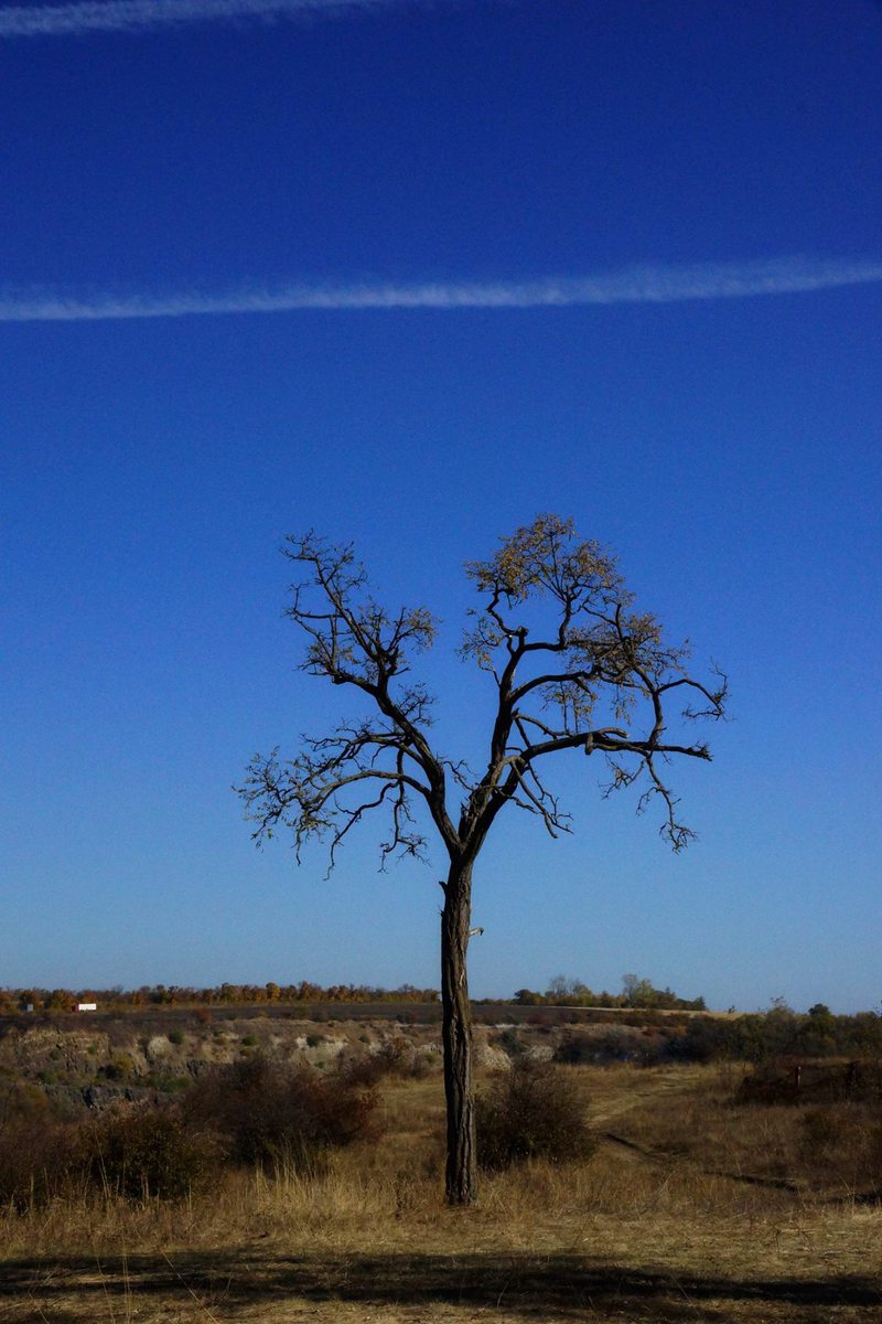 Африканская акация в степовом побужье.