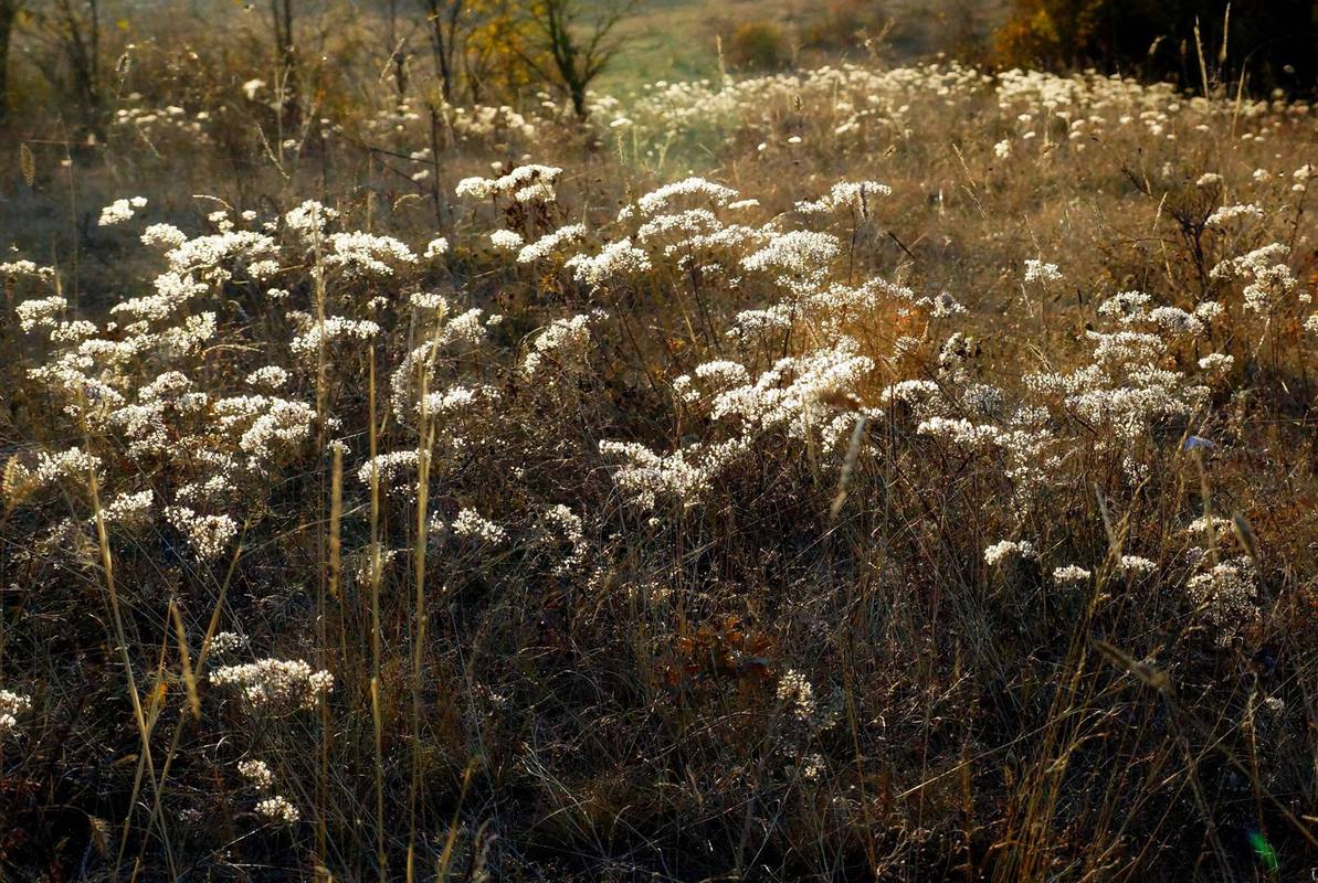 Просто трава. Заповедник с. Грушевка.