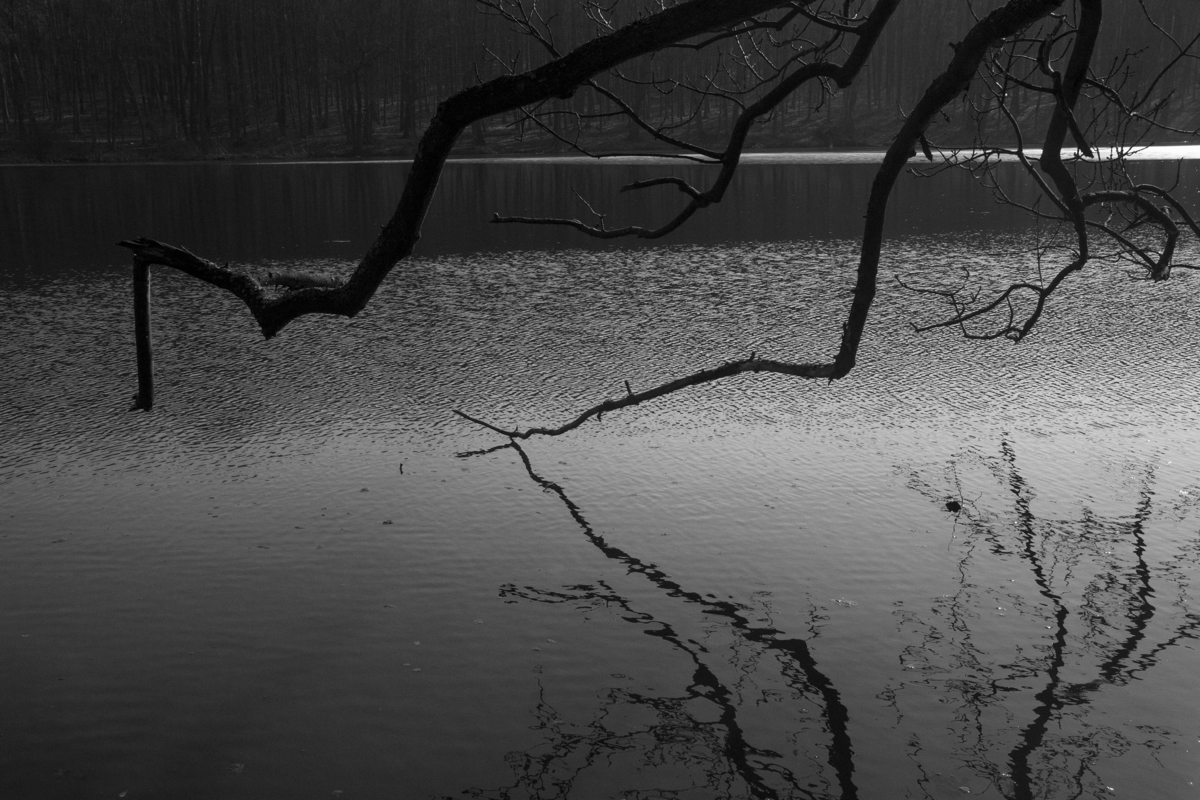 Спрут-дерево