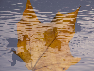 Озероосінь (парк Нивки)