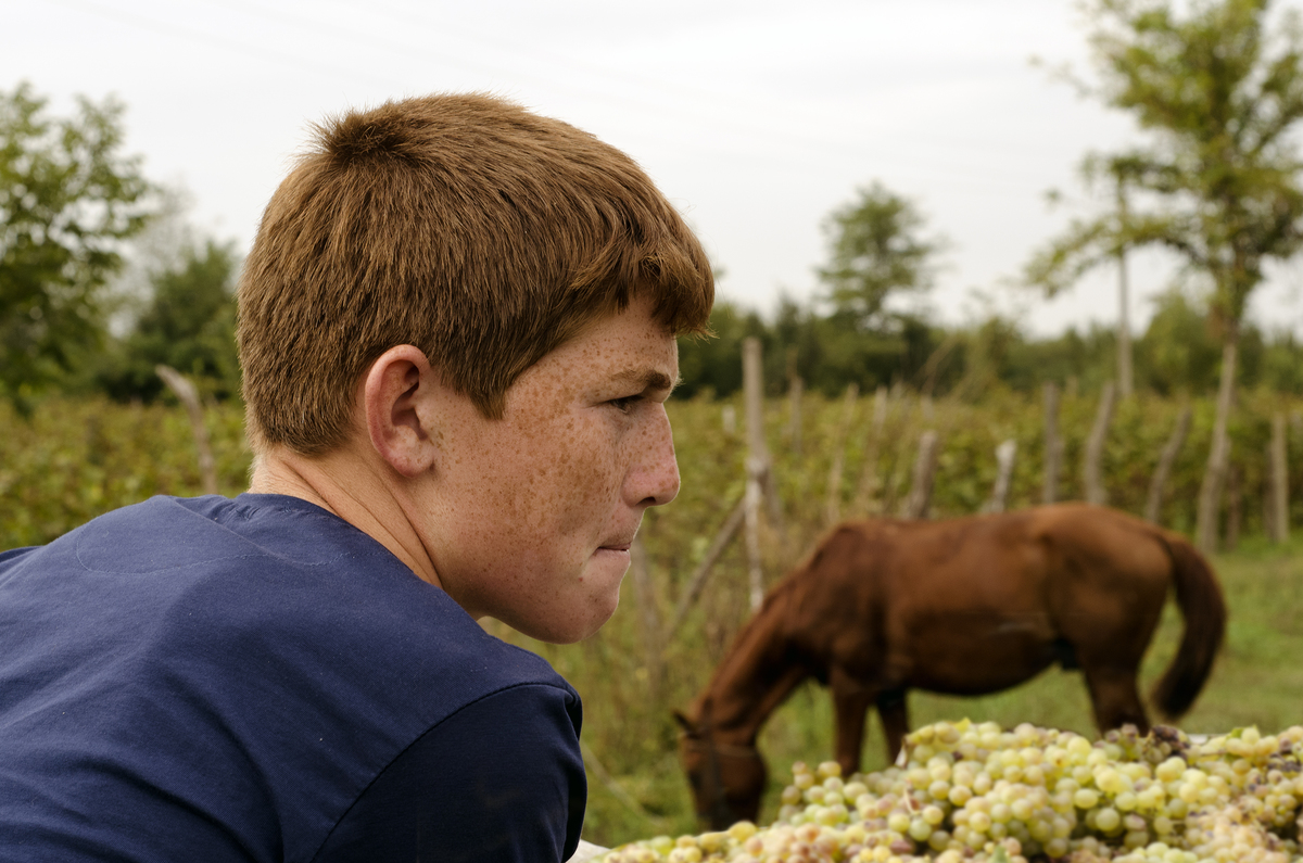 grape picking