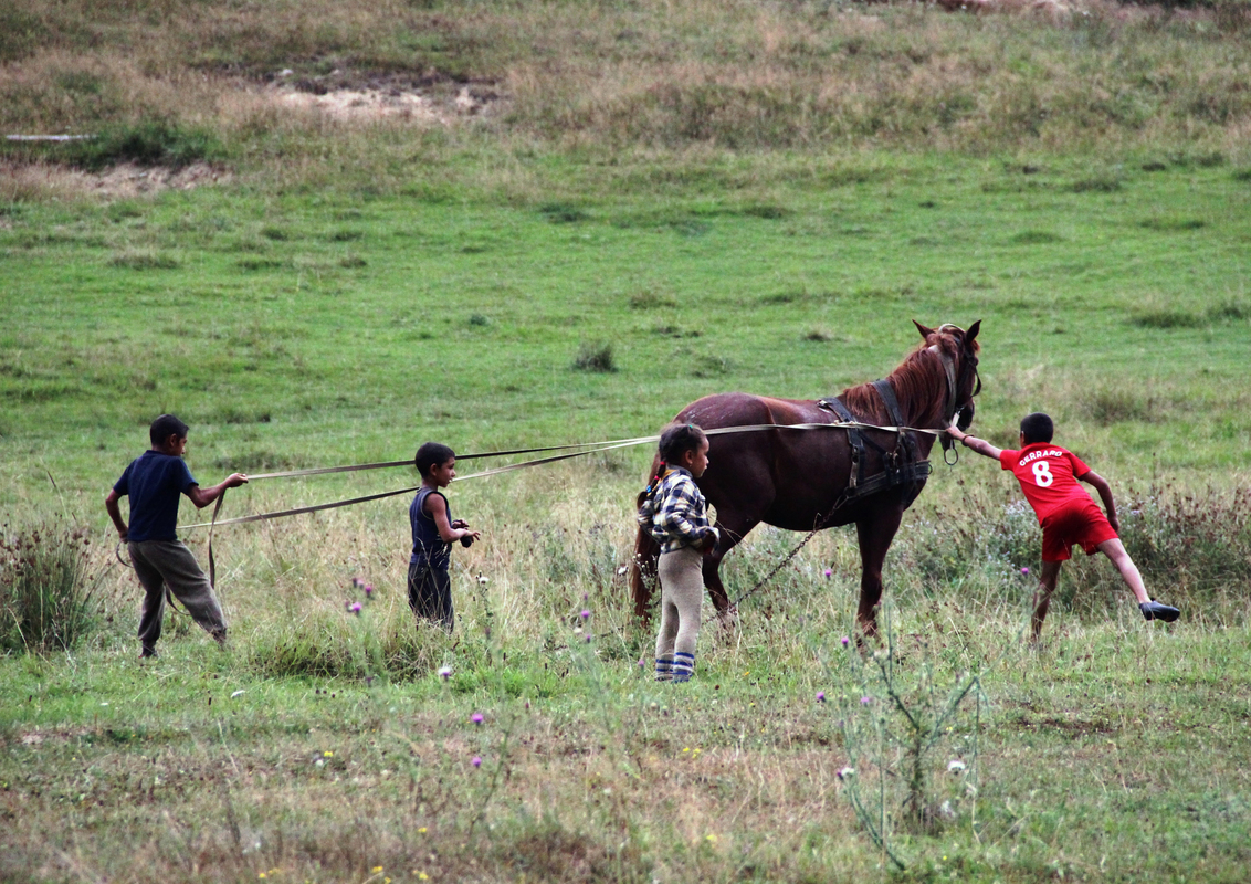 Непокорный  конь