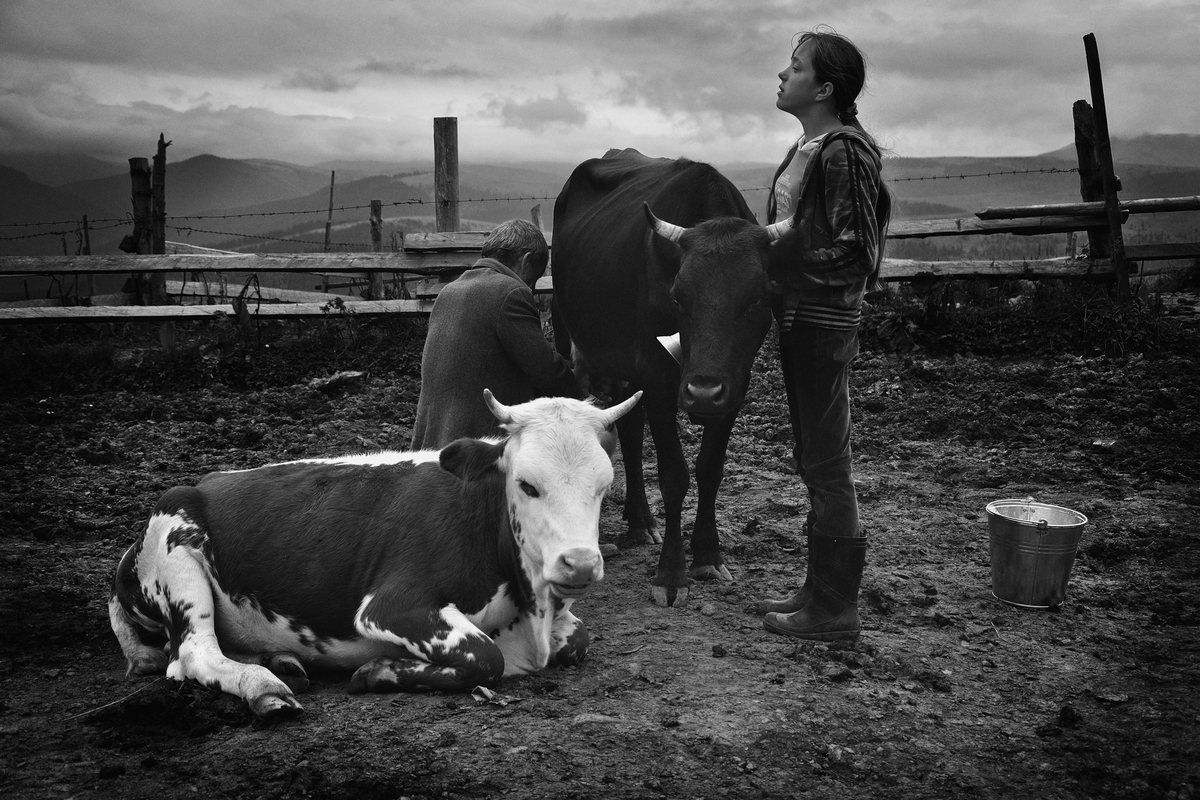 Карпатська мрійниця