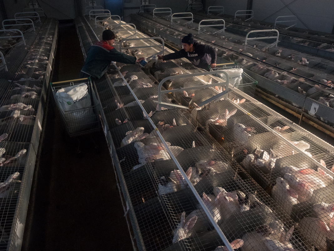 Деловитая Старица - 4