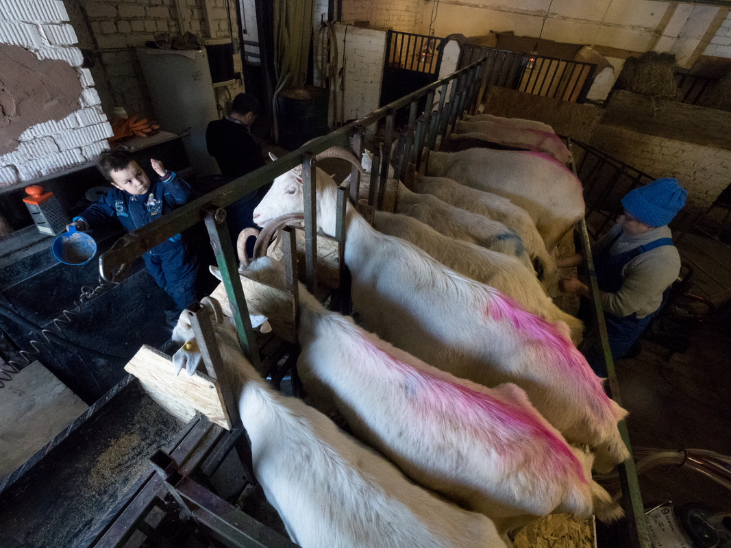 Деловитая Старица - 6