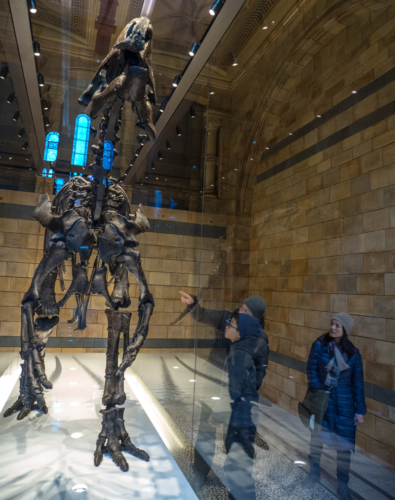 Museum London dinosaurus
