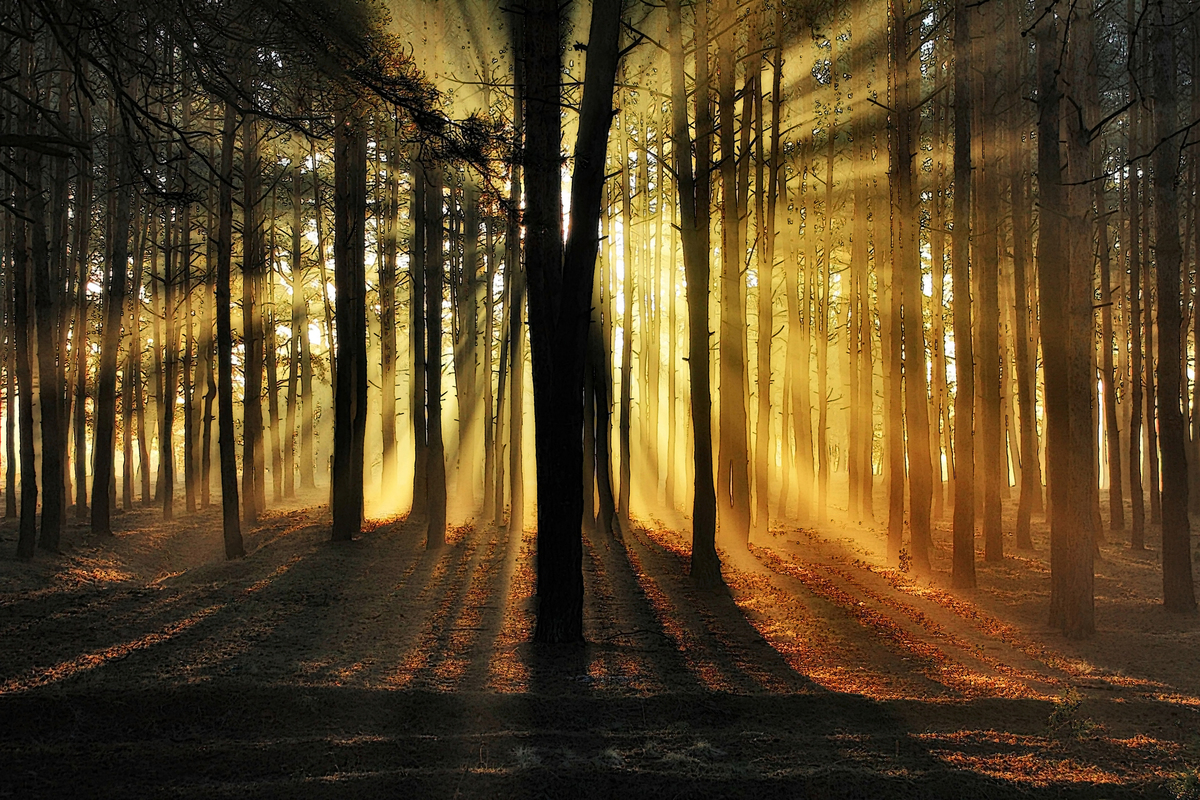 У вранiшнiх променях