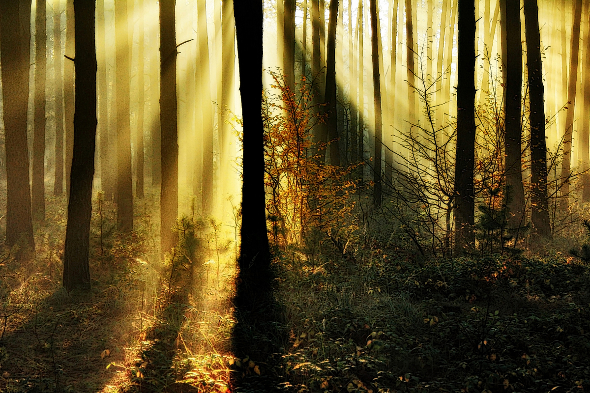 Жовтим золотом