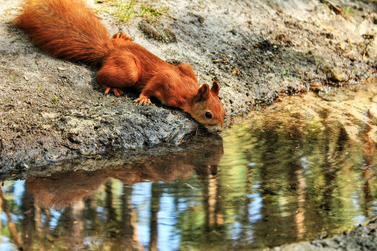Бiля лiсового струмка