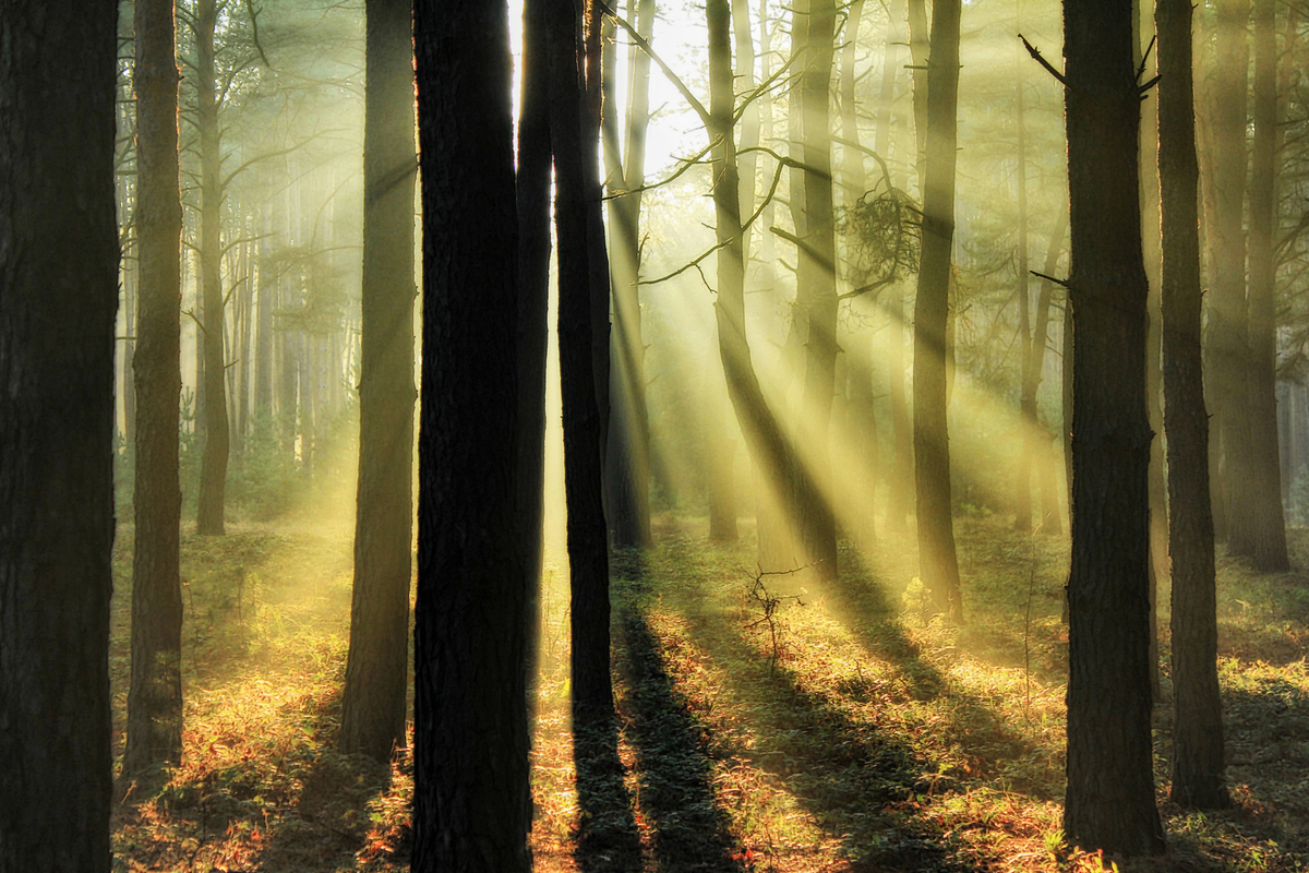 Просветление