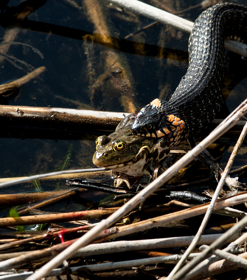 Удачная охота