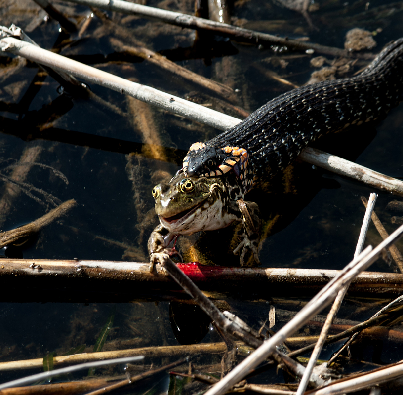 Удачная охота