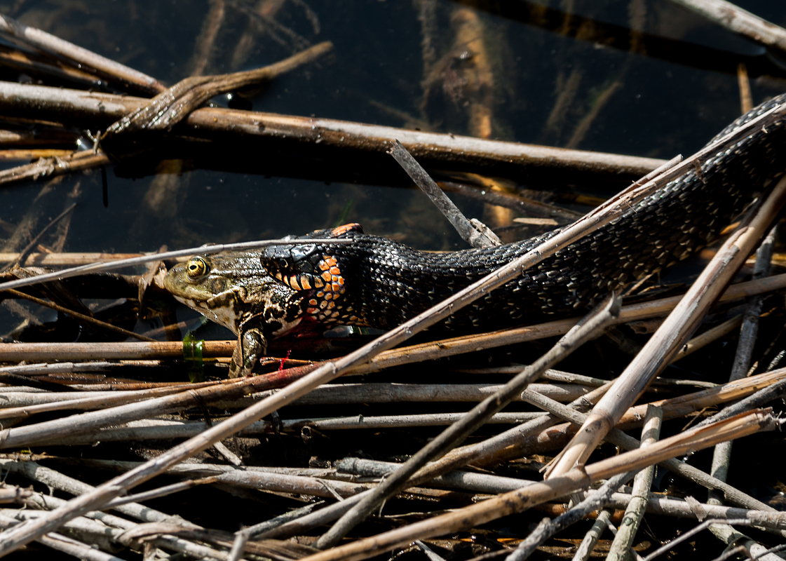 Удачная охота