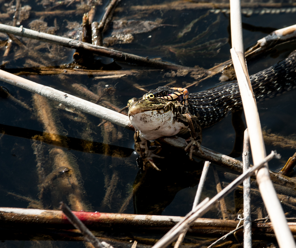 Удачная охота