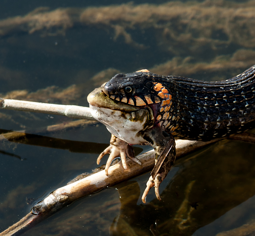 Удачная охота