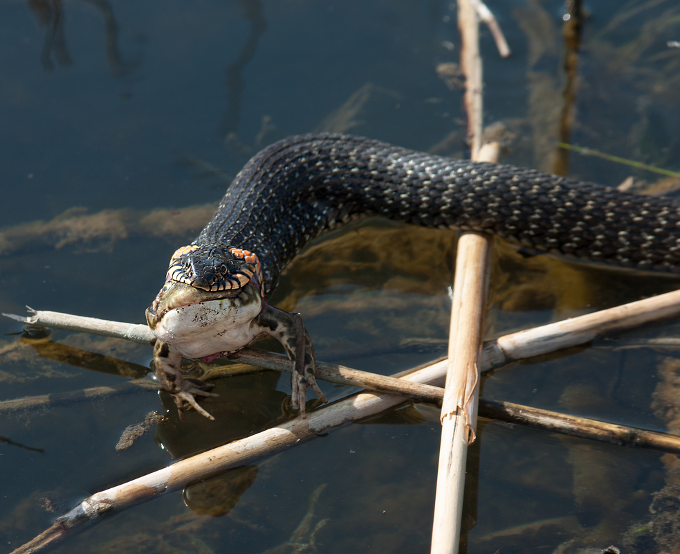 Удачная охота