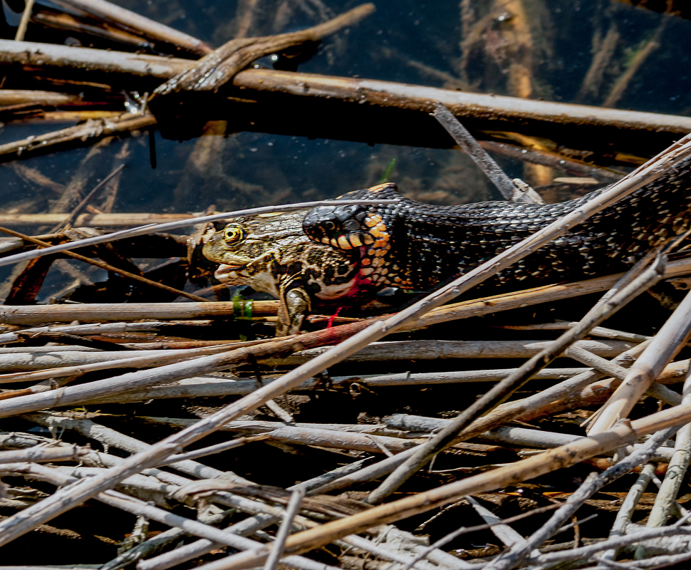 Удачная охота