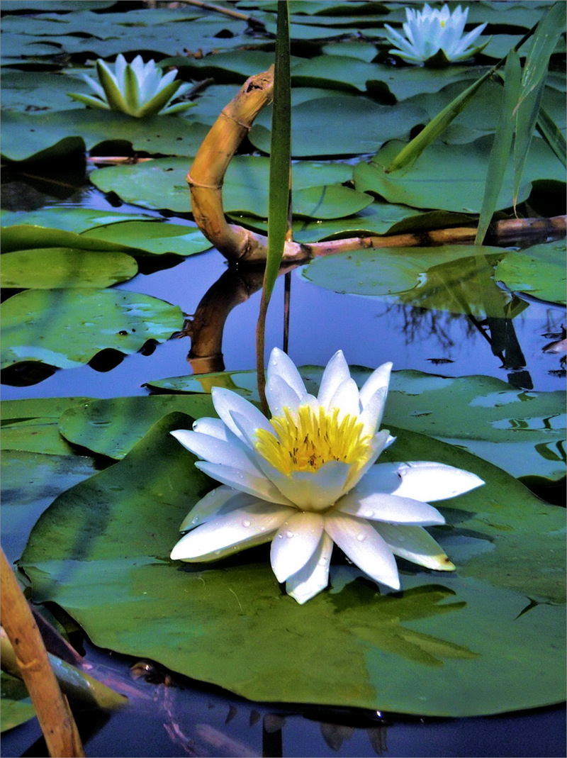 Мандрівка в Білі гори.4.