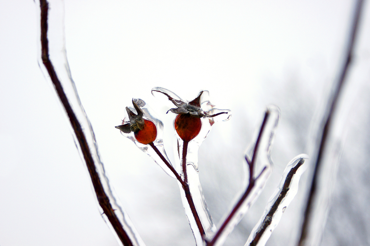 кришталеві ягоди