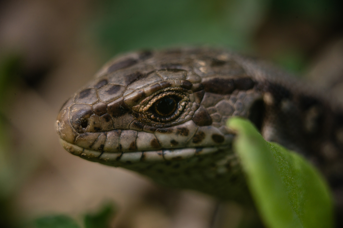 Посмішка Мона Лізи