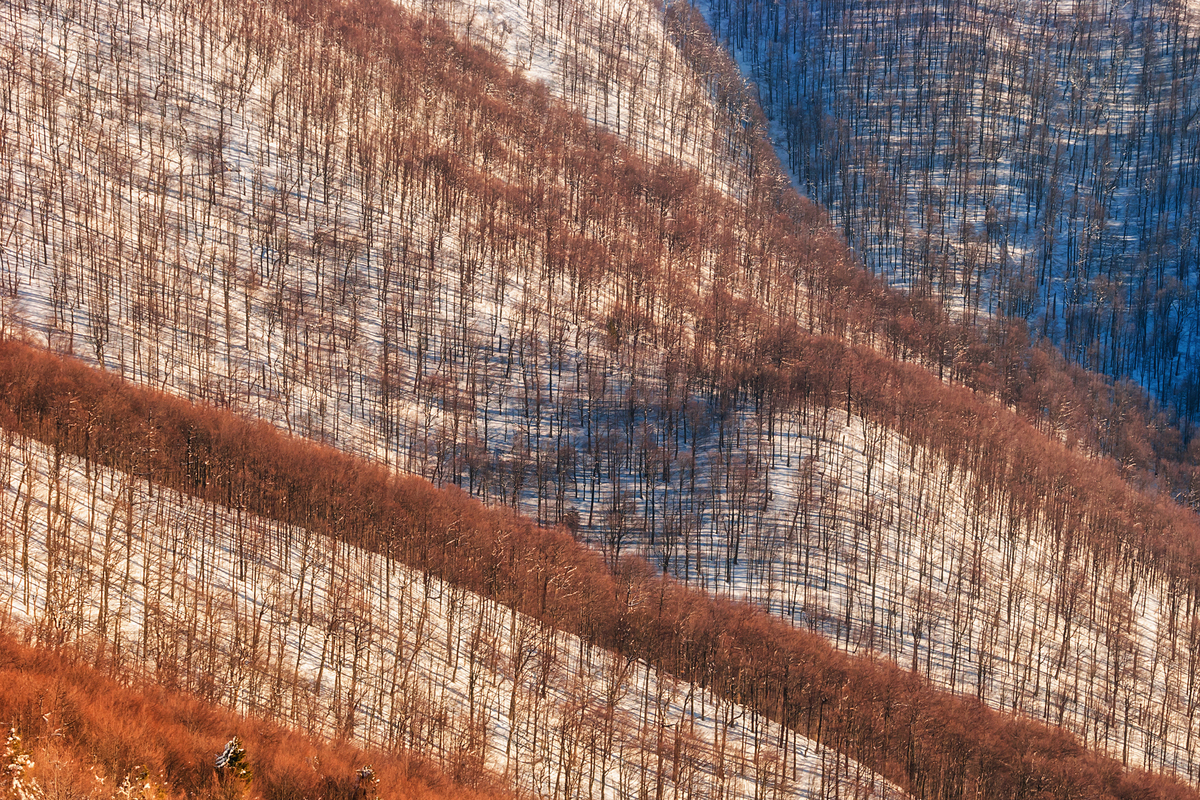 Spring came in the woods