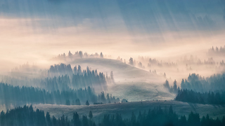 Fog rays