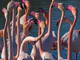 Flamingos 6-2018