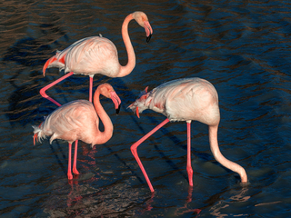 Flamingos 7-2018