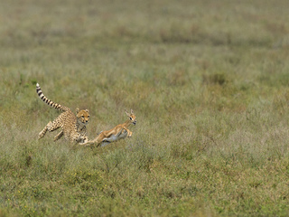 CHEETAH HUNT