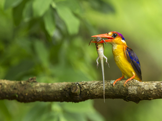 ORIENTAL DWARF KINGFISHER WITH FEED