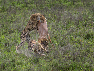ATTACKING CHEETAHS