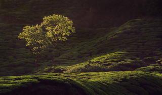 TEA PLANTATION
