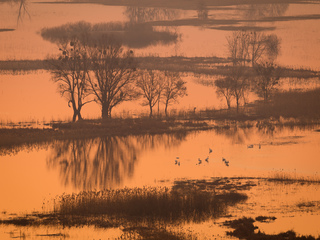Morning on the flood