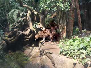 The fishing cat